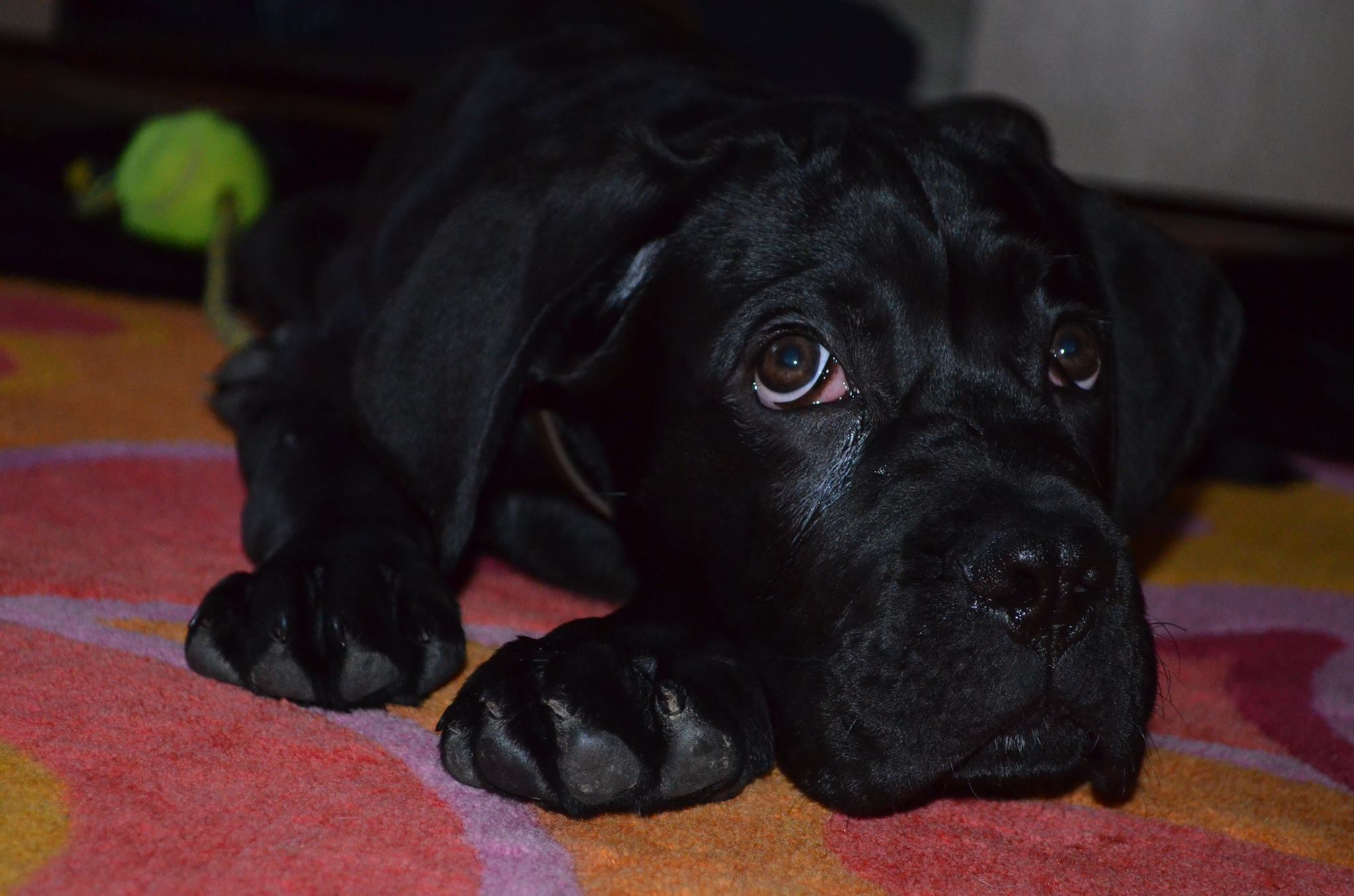 Maciek Cane Corso - jutro 13 wizyta u Dr. Novaka